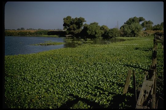 Image of Waterhyacinth