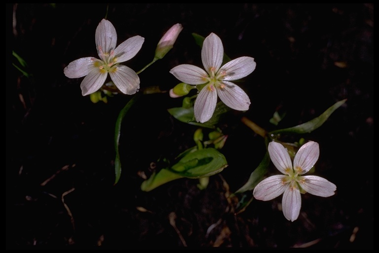 Image of lanceleaf springbeauty