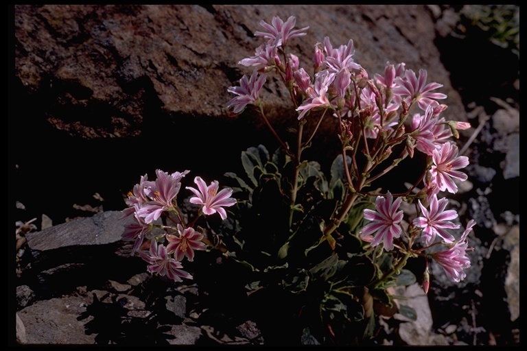 Image of Siskiyou lewisia