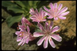 Lewisia cotyledon (S. Wats.) B. L. Rob. resmi