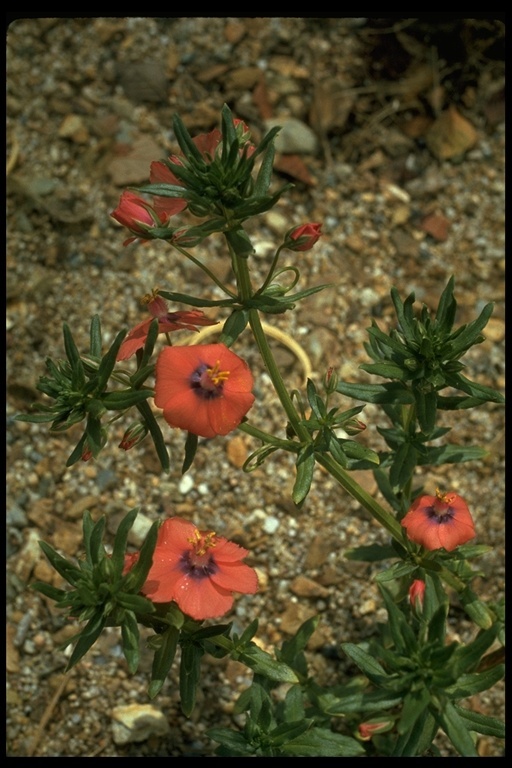 Lysimachia arvensis (L.) U. Manns & Anderb. resmi