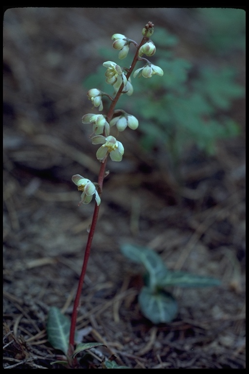 Image of whiteveined wintergreen