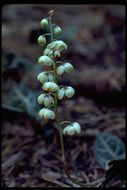 Image of whiteveined wintergreen