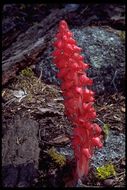 Image of snowplant