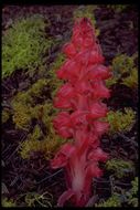 Image of snowplant