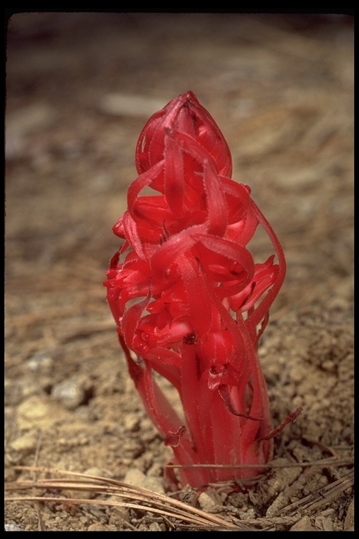 Image of snowplant