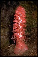 Image of snowplant