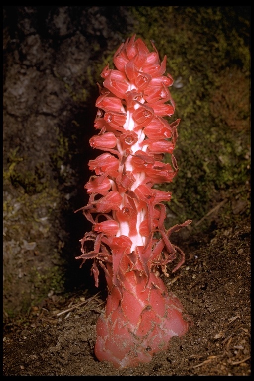 Image of snowplant