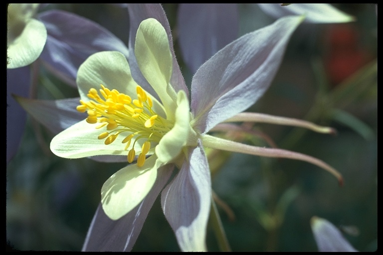 Image of Rocky Mountain Columbine