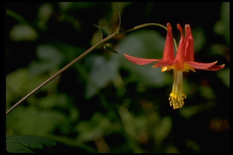 Imagem de Aquilegia formosa Fisch.