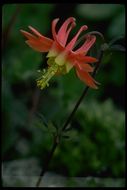 Imagem de Aquilegia formosa Fisch.