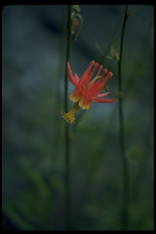 Imagem de Aquilegia formosa Fisch.