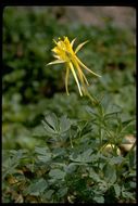 صورة Aquilegia pubescens Coville