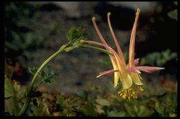 صورة Aquilegia pubescens Coville