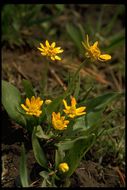 Image of marsh marigold