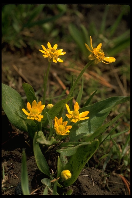 Image of marsh marigold