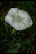 Imagem de Datura wrightii Hort. ex Regel