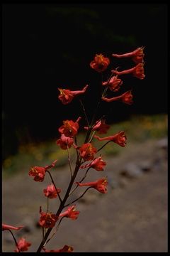 Image of scarlet larkspur