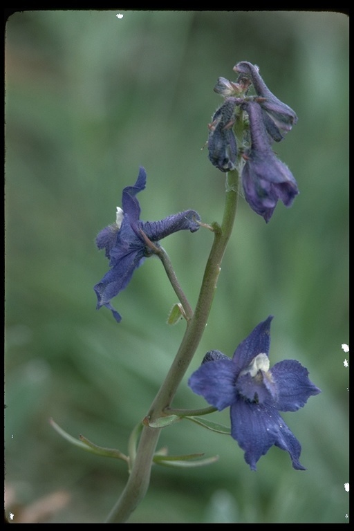 Image of Olympic larkspur