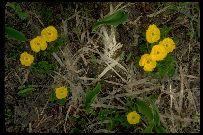 صورة Ranunculus eschscholtzii Schltdl.