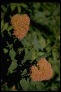 Image of rose meadowsweet