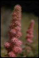 Image of Douglas spirea