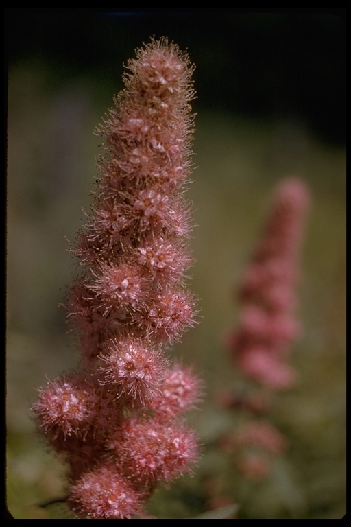 صورة Spiraea douglasii Hook.