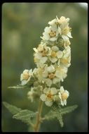 Chamaebatiaria millefolium (Torr.) Maxim. resmi