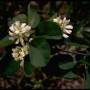 Amelanchier pumila (Torr. & A. Gray) Nutt. ex M. Roem.的圖片