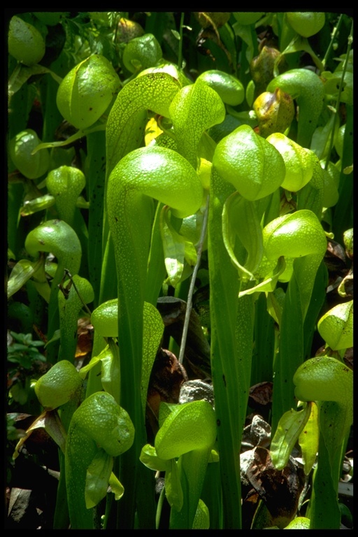 Image of California pitcherplant