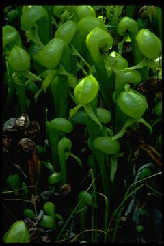 Image of California pitcherplant