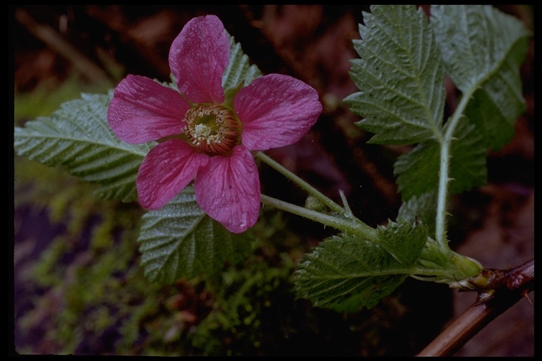 Image de Rubus spectabilis Pursh