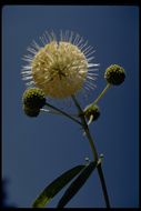 Image of common buttonbush