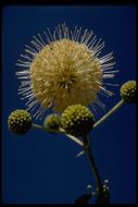 Image of common buttonbush