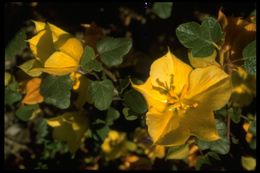 Sivun Fremontodendron californicum (Torr.) Coult. kuva