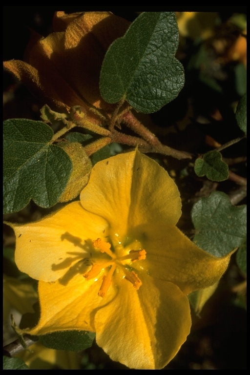 Sivun Fremontodendron californicum (Torr.) Coult. kuva