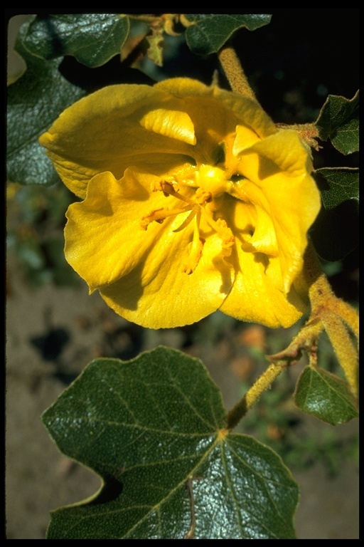 Sivun Fremontodendron californicum (Torr.) Coult. kuva