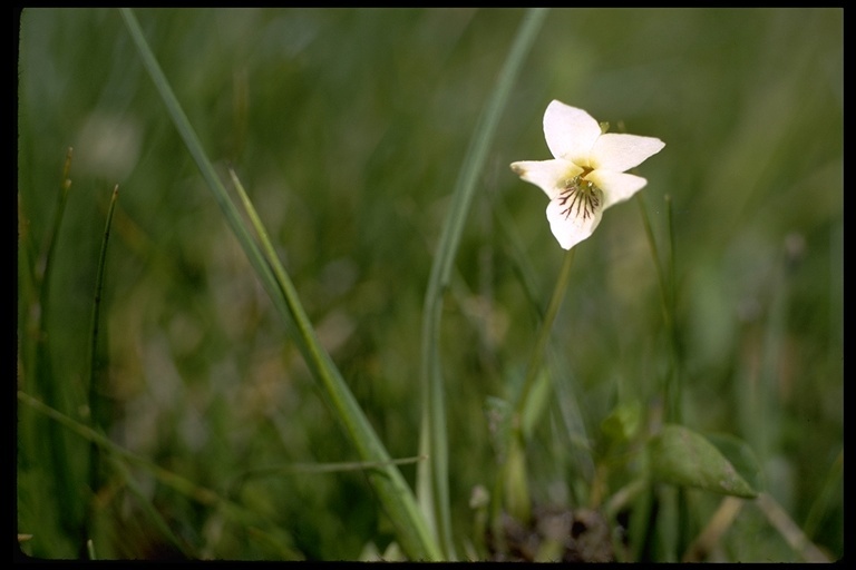 Image of small white violet