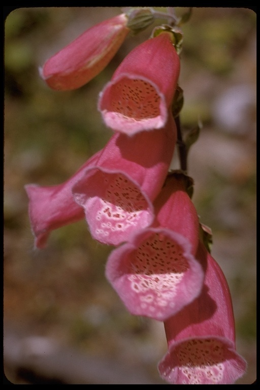 Imagem de Digitalis purpurea L.