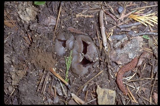 Imagem de Sarcosphaera coronaria (Jacq.) J. Schröt. 1893