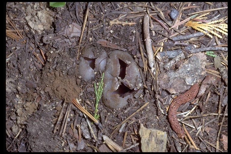 صورة Sarcosphaera coronaria (Jacq.) J. Schröt. 1893