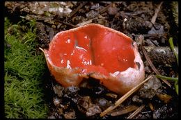 Image of Ruby elfcup