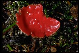 Image of Ruby elfcup