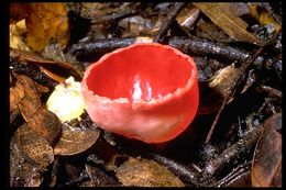 Image of Ruby elfcup