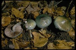 Image of verdigris agaric