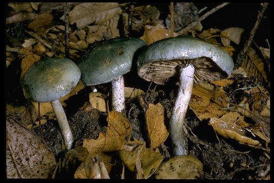 Image of verdigris agaric