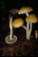 Image of Stropharia ambigua (Peck) Zeller 1914