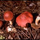 Image de Leratiomyces