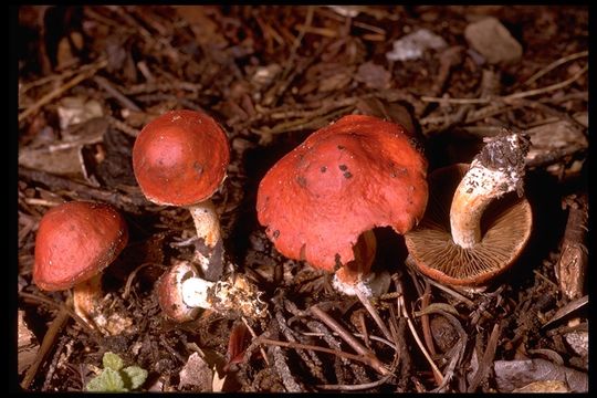 Image of Leratiomyces ceres (Cooke & Massee) Spooner & Bridge 2008