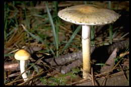 Image of <i>Stropharia semiglobata</i>